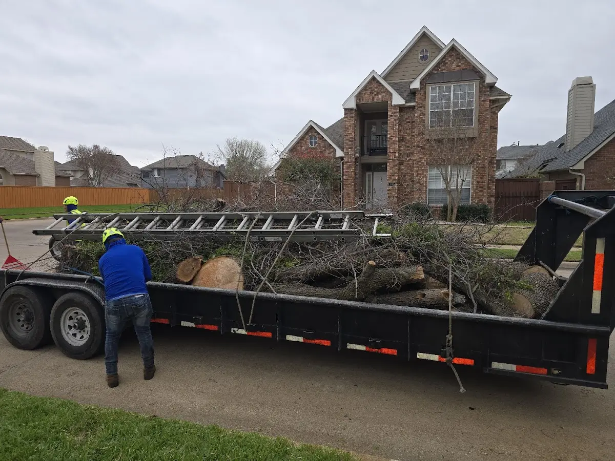 Expert Tree Removal with proper safety equipment in Drummonds